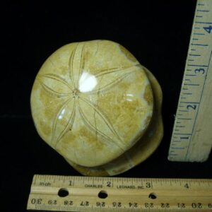 Large "Double" Fossilized Echinoids (Sand dollars) (030222g)