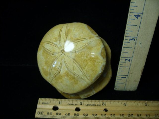 Large "Double" Fossilized Echinoids (Sand dollars) (030222g)