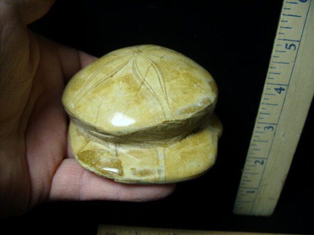 Large "Double" Fossilized Echinoids (Sand dollars) (030222g) - Image 2
