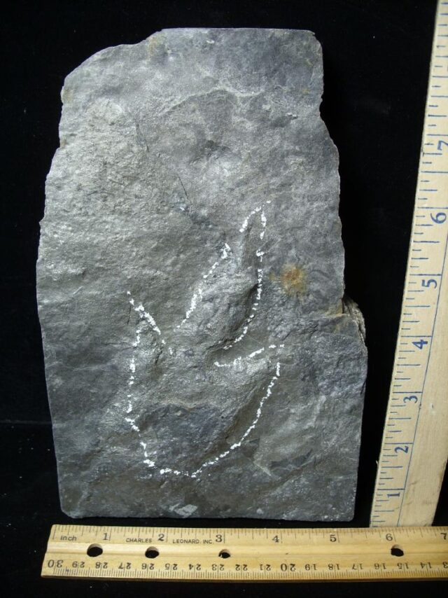 DINOSAUR TRACK  (030822hx)