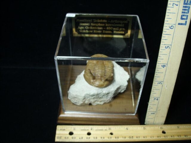 Fossilized Trilobite – Kowalewski (030822n)  - Image 3