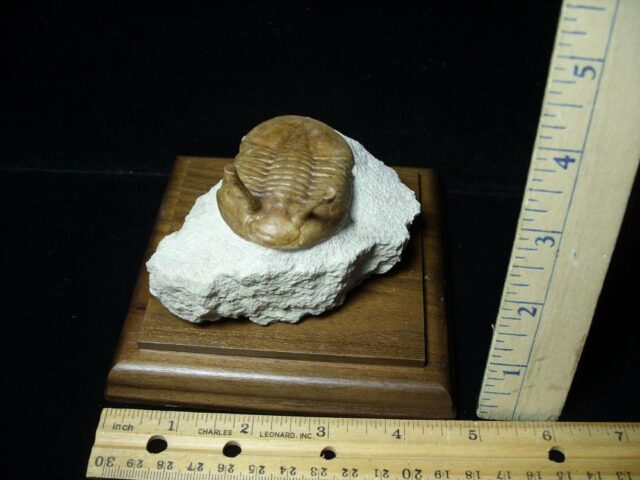 Fossilized Trilobite – Kowalewski (030822n)  - Image 2
