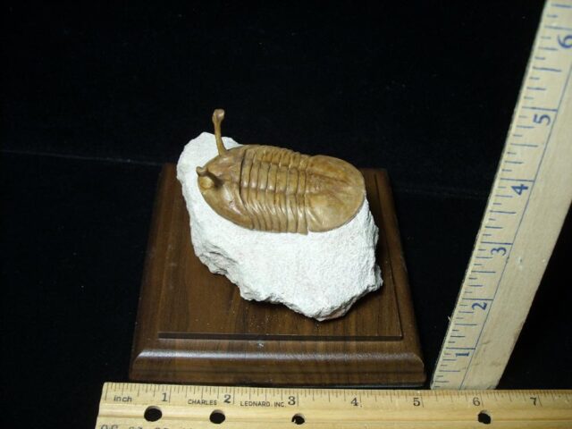 Fossilized Trilobite – Kowalewski (030822n) 