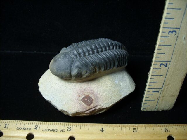 Fossilized Trilobite – REEDOPS  (031522a)
