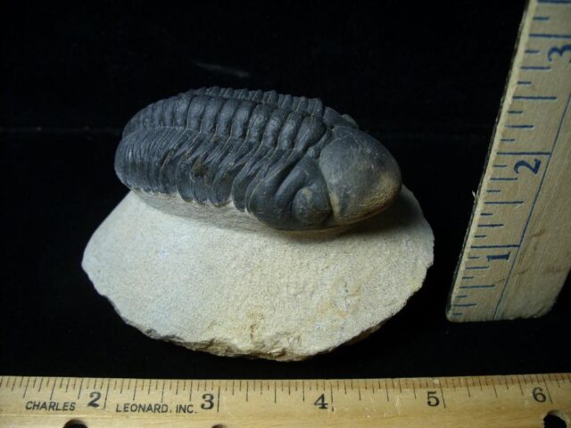 Fossilized Trilobite – REEDOPS  (031522a) - Image 2