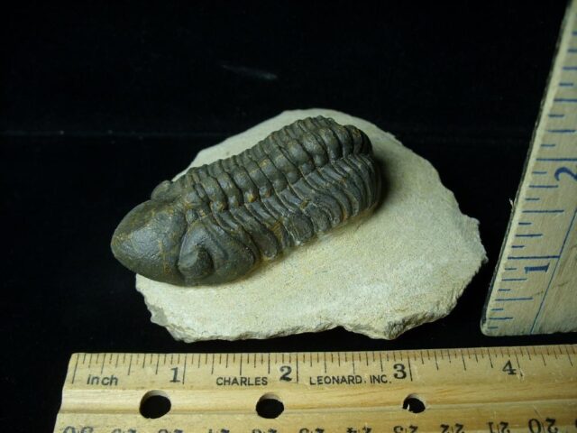 Fossilized Trilobite – REEDOPS  (031522b)