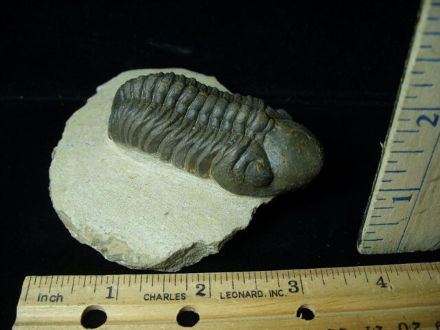 Fossilized Trilobite – REEDOPS  (031522b) - Image 2