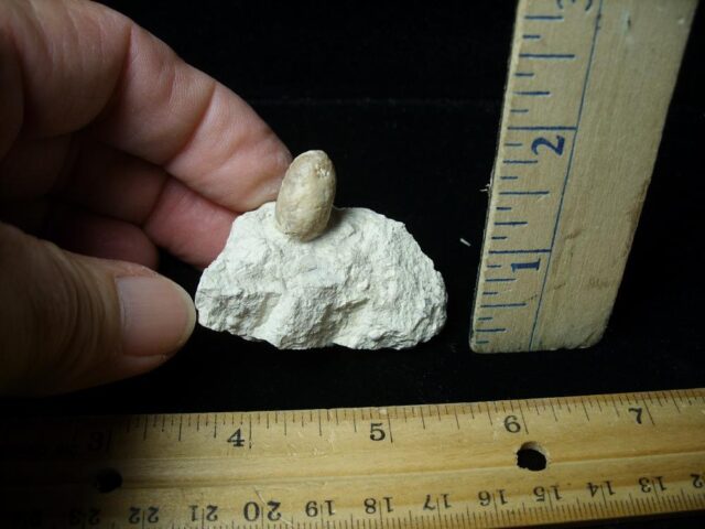 Fossilized Snake Egg (031522e)