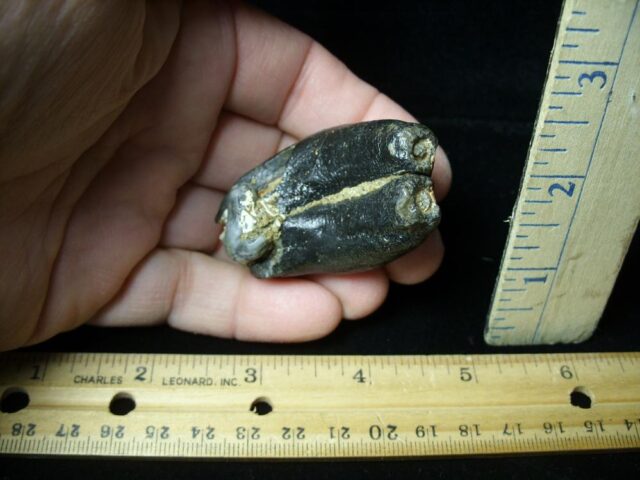 Desmostylus hesperus Teeth (031522h)