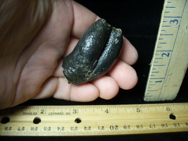 Desmostylus hesperus Teeth (031522h) - Image 3