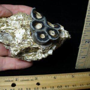 Desmostylus hesperus molar (032622a)