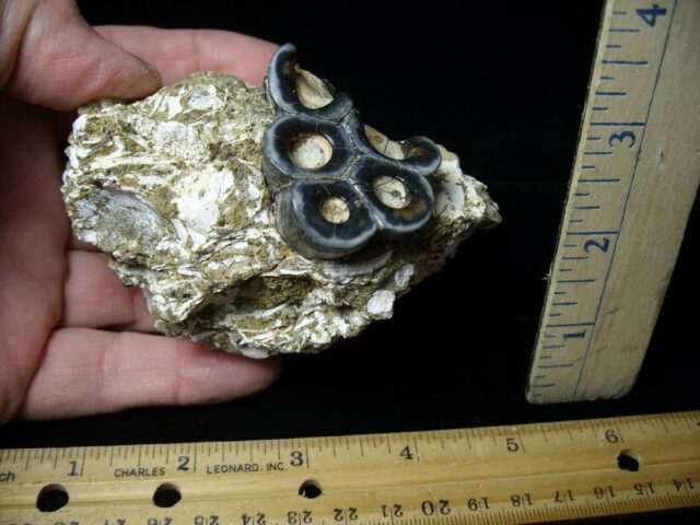 Desmostylus hesperus molar (032622a)