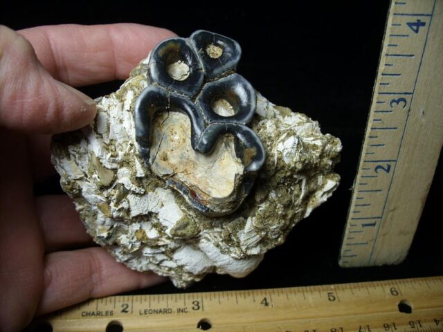Desmostylus hesperus molar (032622a) - Image 3