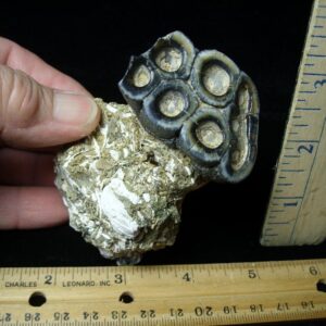 Desmostylus hesperus molar (032622b)