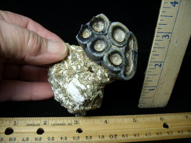 Desmostylus hesperus molar (032622b)