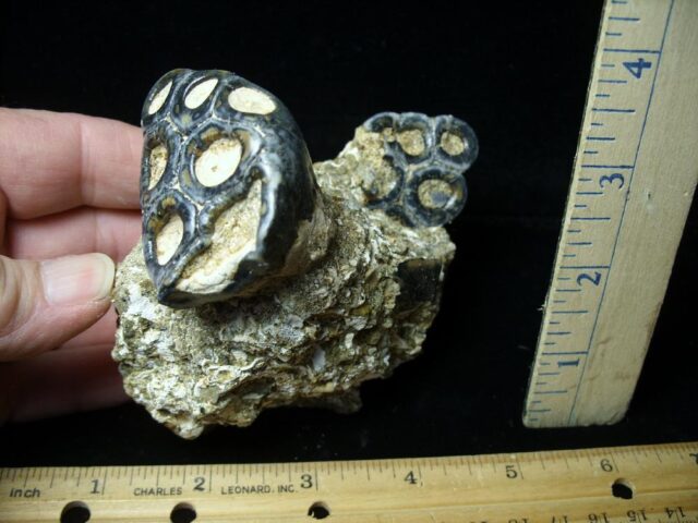 Double Desmostylus hesperus molars (032622c)* “SPECIAL - BELOW DEALER COST ” *