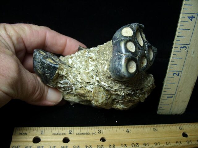 Double Desmostylus hesperus molars (032622c)* “SPECIAL - BELOW DEALER COST ” * - Image 3