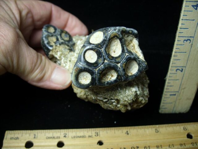 Double Desmostylus hesperus molars (032622c)* “SPECIAL - BELOW DEALER COST ” * - Image 4