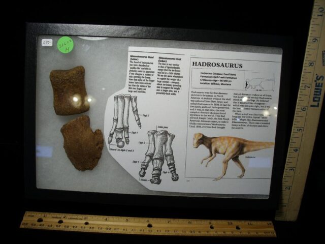 Hadrosaur Dinosaur Hand Hoof (032622h)