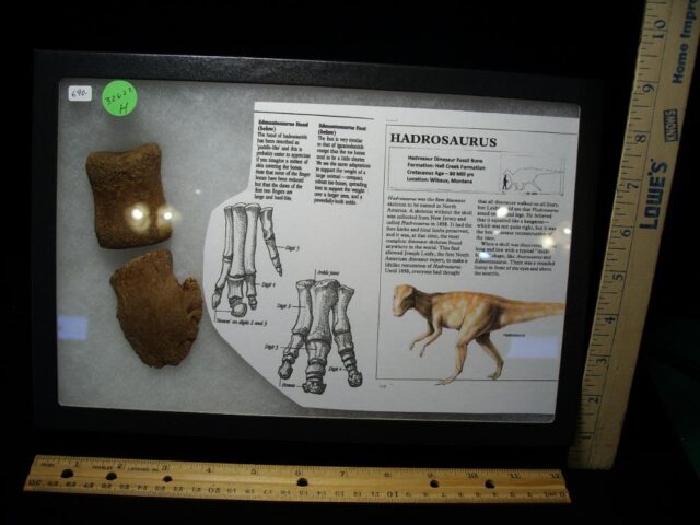 Hadrosaur Dinosaur Hand Hoof (032622h) - Image 2