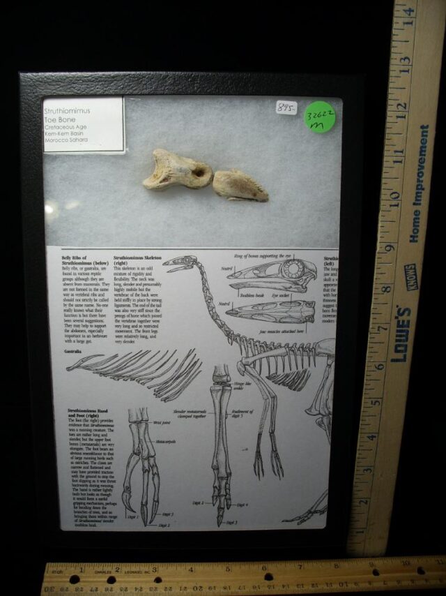 Struthiomimus Dinosaur Toe Claw & Digit (032622m)