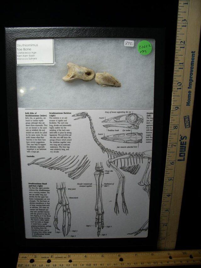 Struthiomimus Dinosaur Toe Claw & Digit (032622m) - Image 2