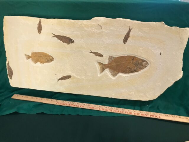 Large Fossilized “Green River” Multi Fish Plate (042522b)