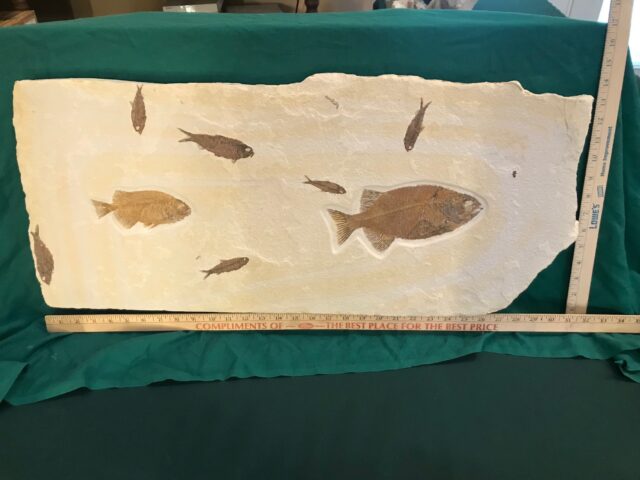 Large Fossilized “Green River” Multi Fish Plate (042522b) - Image 2