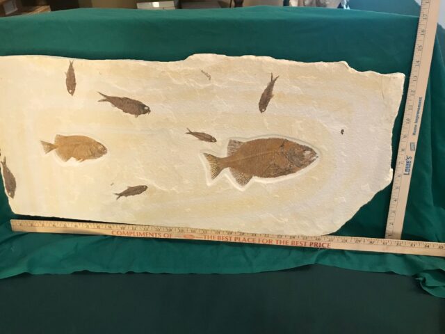 Large Fossilized “Green River” Multi Fish Plate (042522b) - Image 3