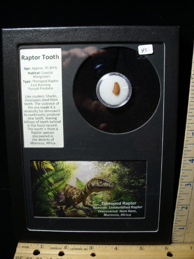 Authentic Raptor Dinosaur Tooth (040622d)
