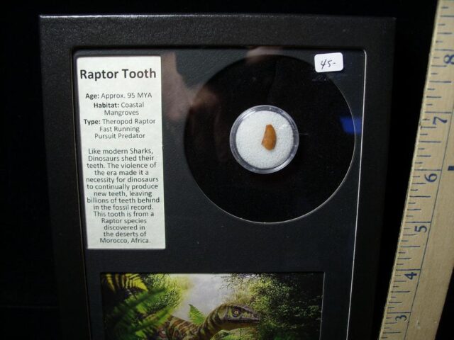 Authentic Raptor Dinosaur Tooth (040622d) - Image 2