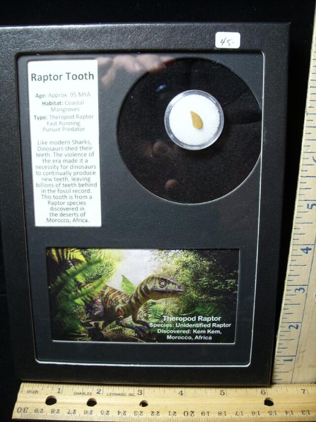 Authentic Raptor Dinosaur Tooth (040622e)
