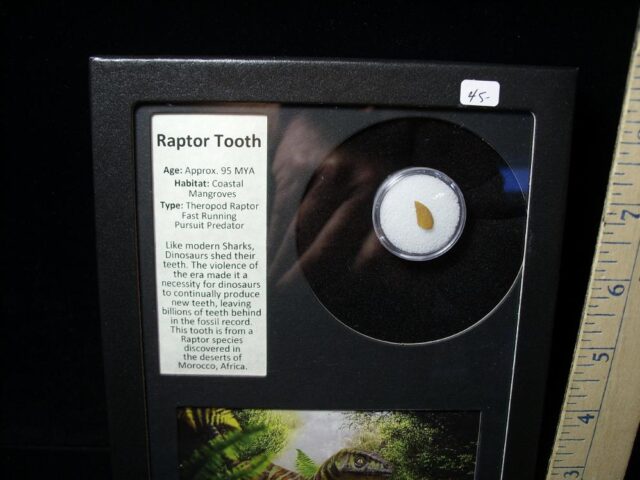 Authentic Raptor Dinosaur Tooth (040622e) - Image 2