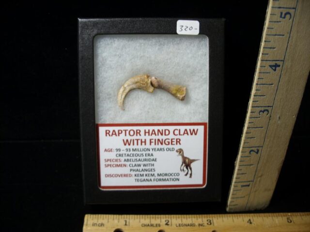 Raptor  Dinosaur Hand Claw and Digit (043322a)