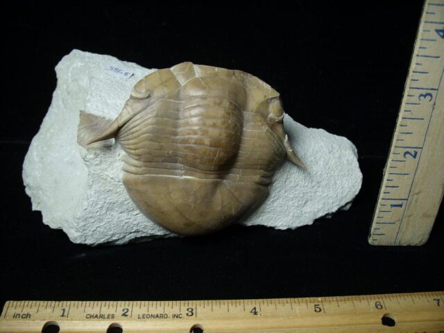 Fossilized Trilobite – Arthropod (040722y) 