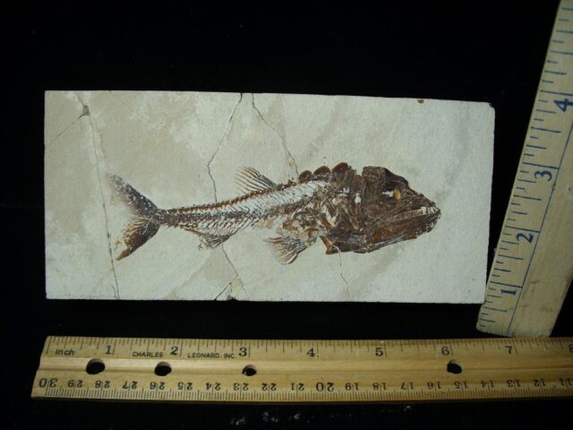 Fossilized Fish - Eurypholis (040722x) 