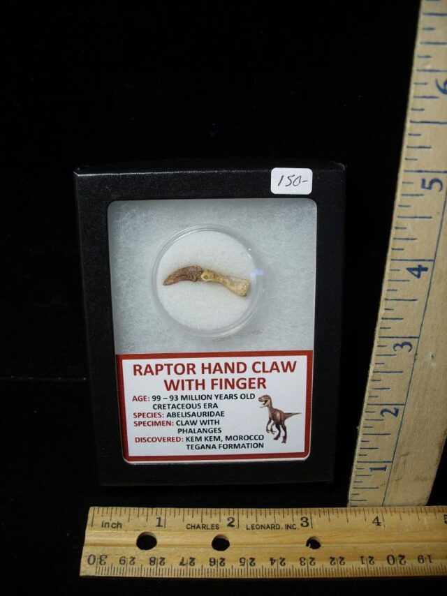 Raptor  Dinosaur Hand Claw and Digit (040822a)