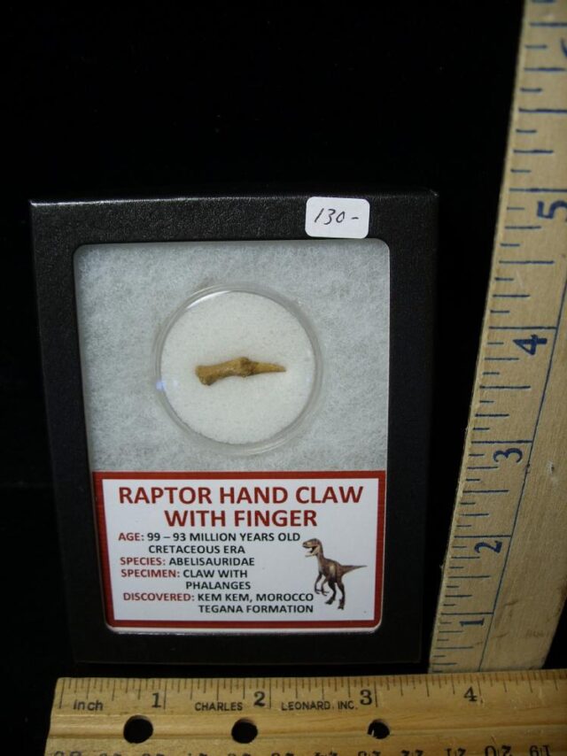 Raptor  Dinosaur Hand Claw and Digit (040822d)