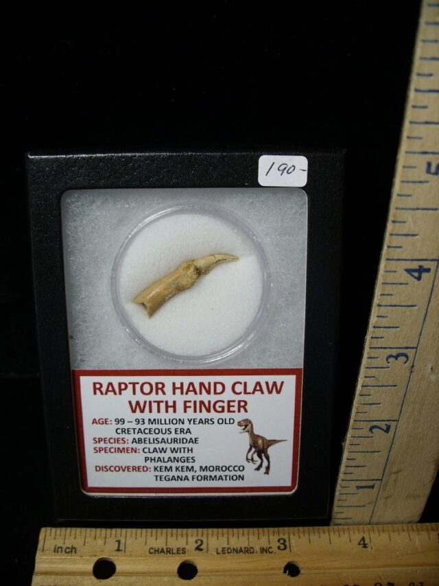 Raptor  Dinosaur Hand Claw and Digit (040822e)