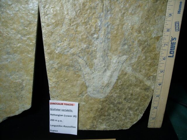 Positive & Negative Dinosaur Footprint  (041022x) - Image 5