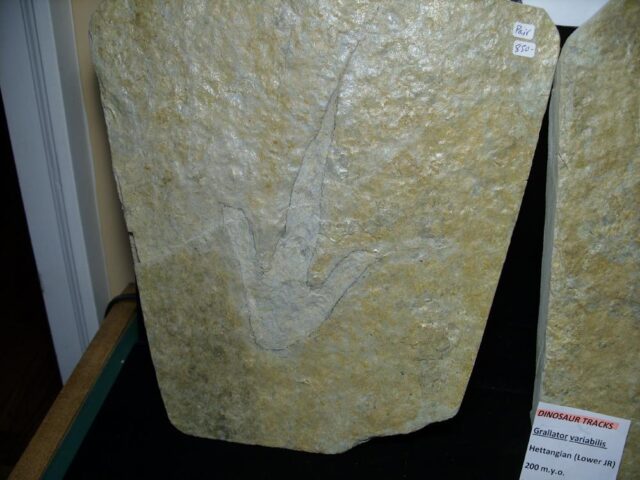 Positive & Negative Dinosaur Footprint  (041022x) - Image 4