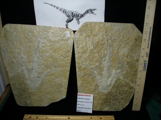 Positive & Negative Dinosaur Footprint  (041022x)