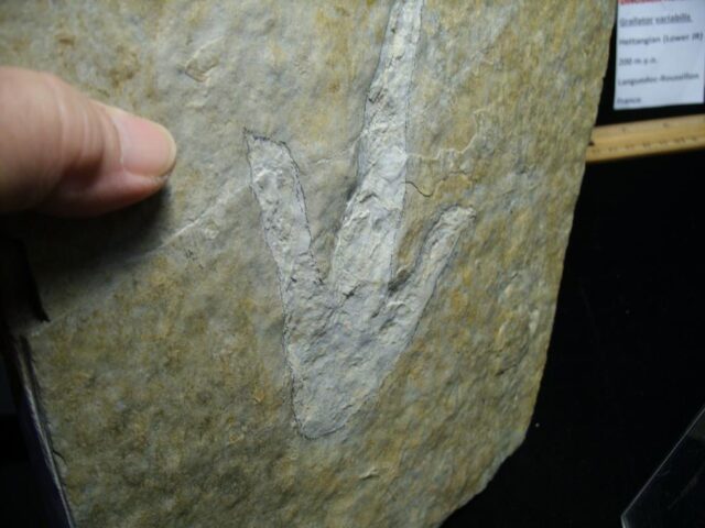 Positive & Negative Dinosaur Footprint  (041022x) - Image 3