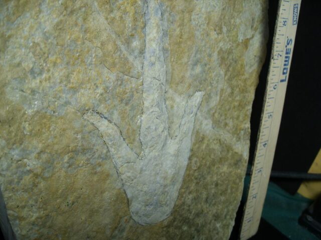 Positive & Negative Dinosaur Footprint  (041022x) - Image 2