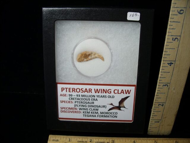 Pterosaur Wing Hand Claw  (040622j)