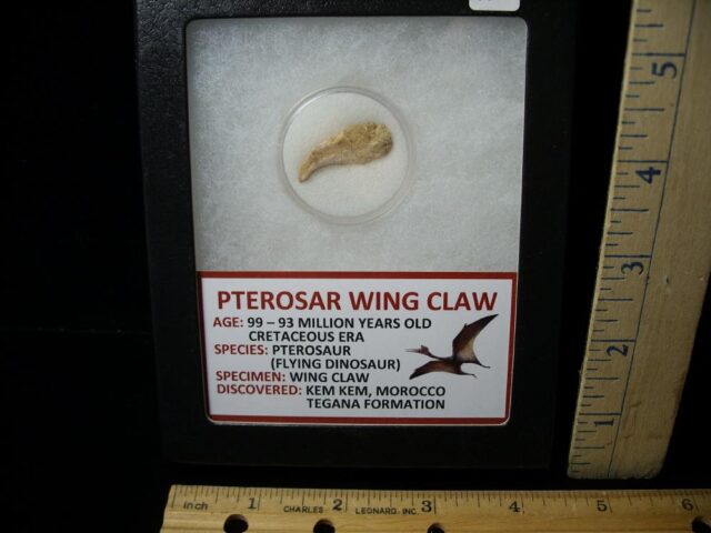 Pterosaur Wing Hand Claw  (040622k)