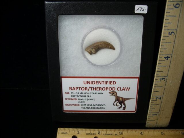 Raptor  Dinosaur  Claw  (041322a)