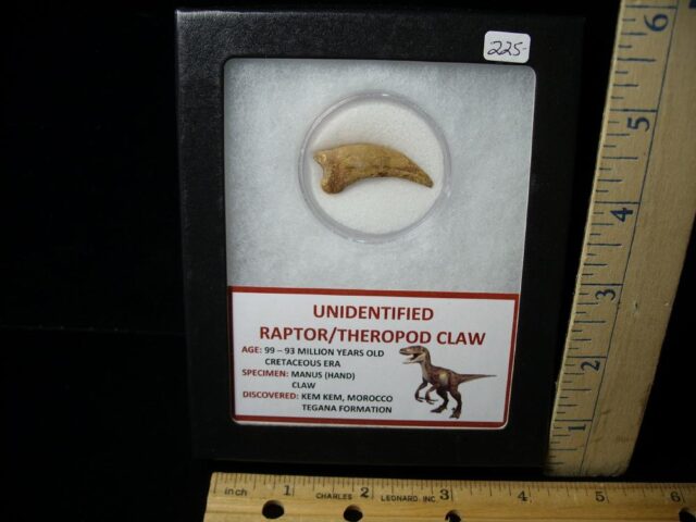 Raptor  Dinosaur  Hand Claw  (041322b)