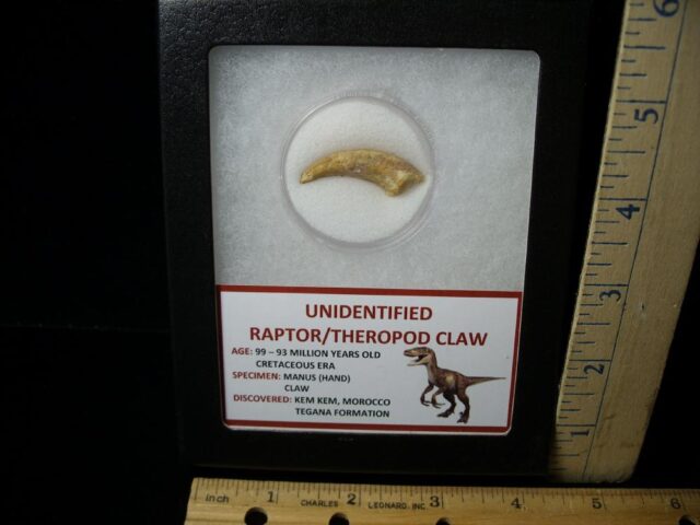 Raptor  Dinosaur  Hand Claw  (041322c)