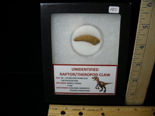 Raptor  Dinosaur  Hand Claw  (041322d)....ON HOLD for WB  04/13/22